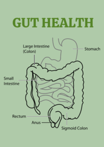 Gut