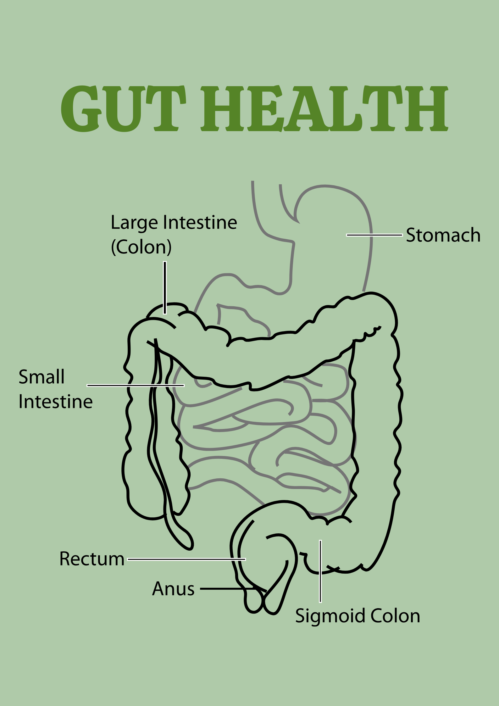 Gut